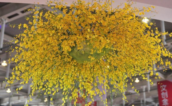 父亲节适合送什么花