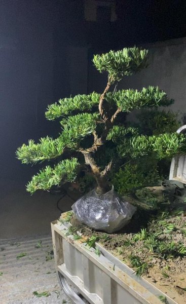 家里如何养罗汉松盆栽