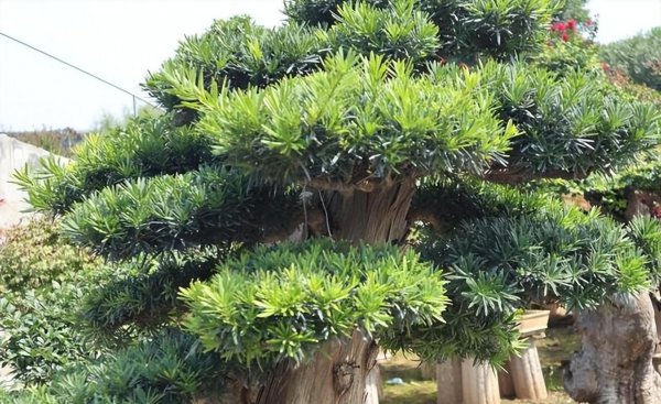 家里如何养罗汉松盆栽