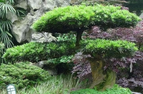 家里如何养罗汉松盆栽