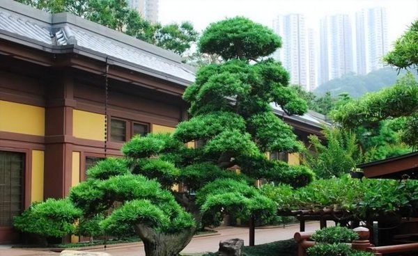 家里如何养罗汉松盆栽