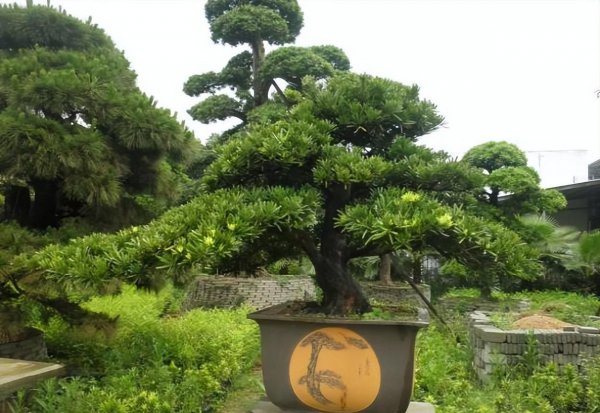家里如何养罗汉松盆栽