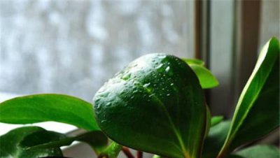 豆瓣绿的花语是什么 简述豆瓣绿的象征意义