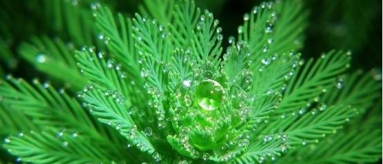 狐尾藻是什么植物