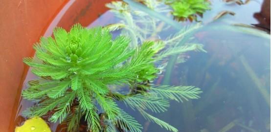 狐尾藻是什么植物