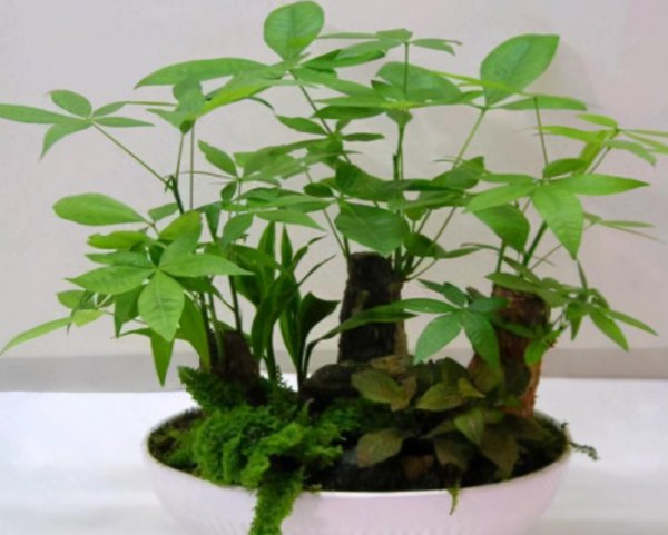 发财树家里养好不好