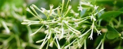 夜来香盆栽怎么种植 了解夜来香盆栽种植方法