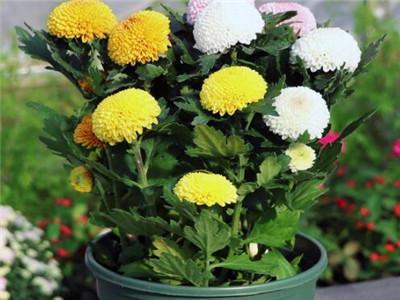 菊花盆栽怎么种植