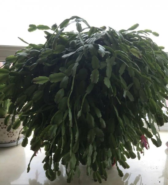 哪些花不能随便送人
