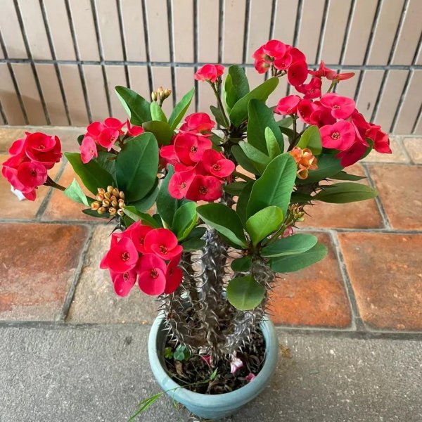 哪些花不能随便送人