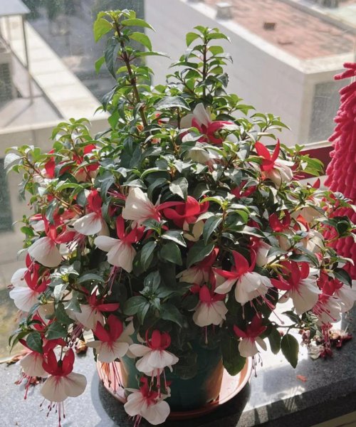 哪些花不能随便送人