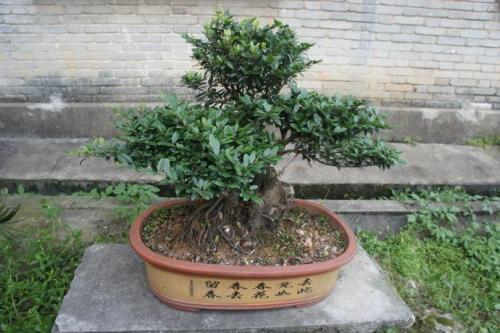 驱蚊树怎么养殖