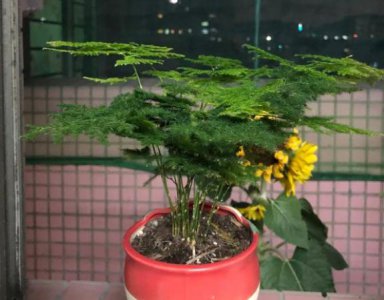 文竹好养吗 教你正确养护文竹