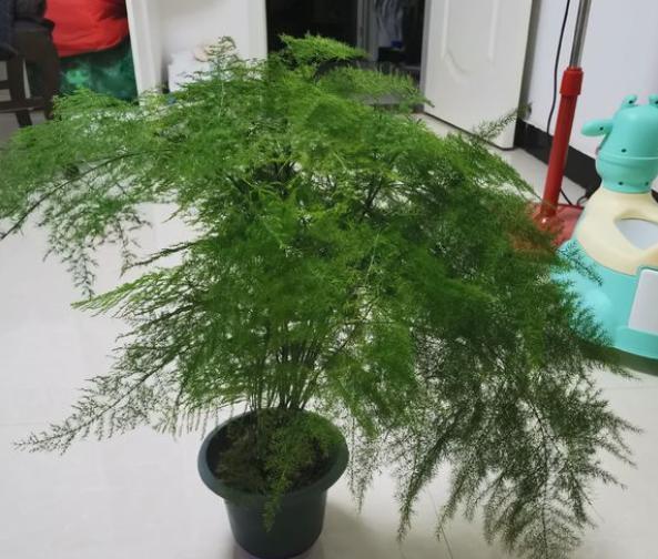 文竹好养吗