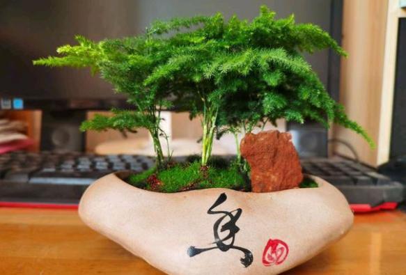 文竹好养吗