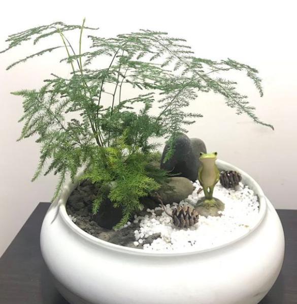 文竹好养吗