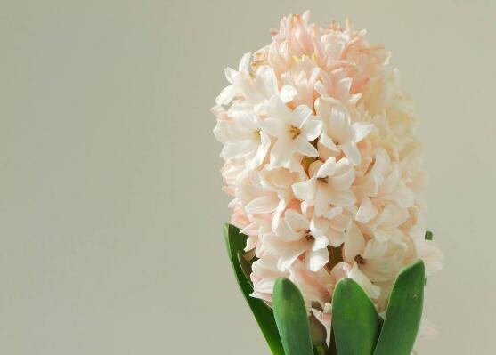 风信子花语是什么