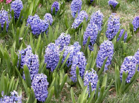 风信子花语是什么