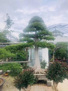 三角枫盆景怎样养护 三角枫栽培技术要点