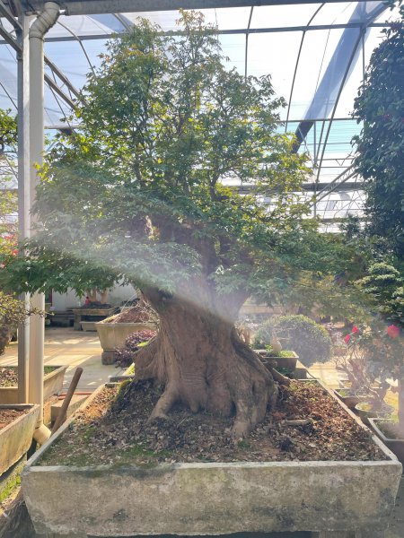 三角枫盆景怎样养护