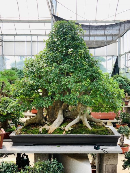 三角枫盆景怎样养护