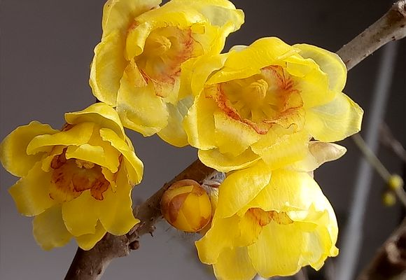 腊梅是什么季节开的