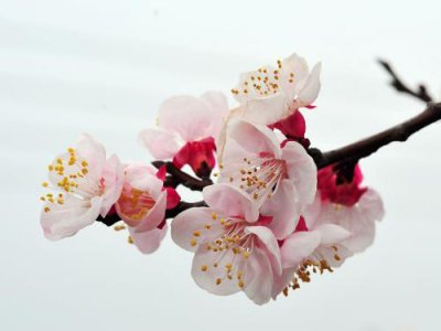 杏花的花语是什么 杏花的象征和寓意