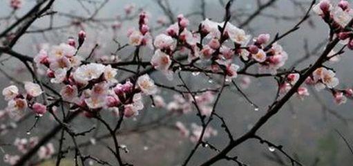 杏花的花语是什么