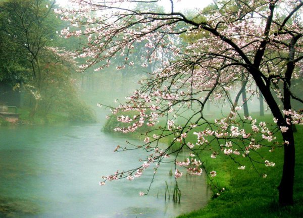 杏花的花语是什么