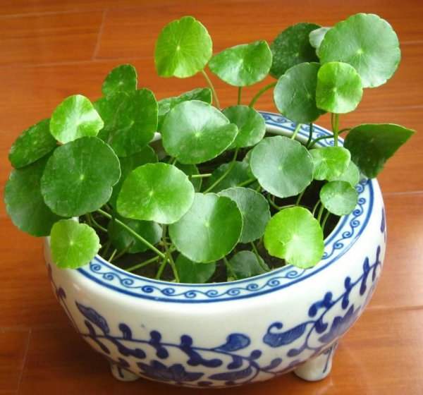 铜钱草冬天怎么种