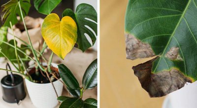 枝叶萎蔫的盆栽植物还能救活吗 了解盆栽植物枝条萎蔫补救方法