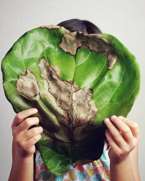 枝叶萎蔫的盆栽植物还能救活吗