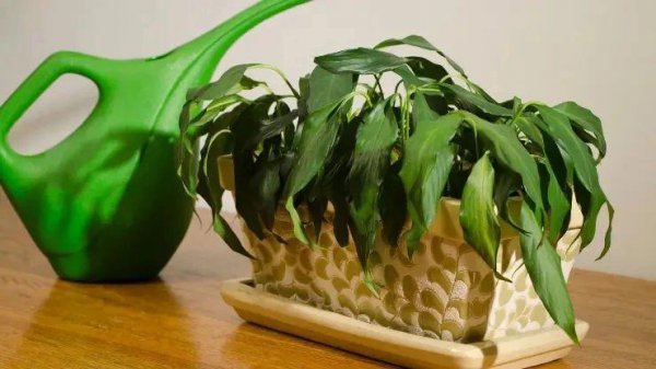枝叶萎蔫的盆栽植物还能救活吗