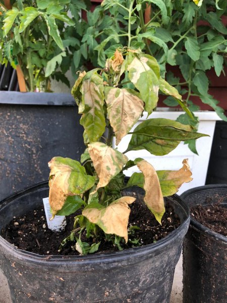 枝叶萎蔫的盆栽植物还能救活吗