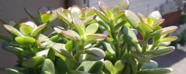 盆栽玉树怎么养护