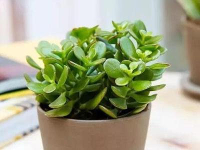 盆栽玉树怎么养护