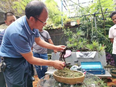 松树盆景怎么养护 松树的养殖方法和注意事项