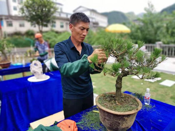 松树盆景怎么养护