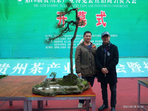 松树盆景怎么养护