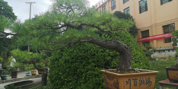 松树盆景怎么养护