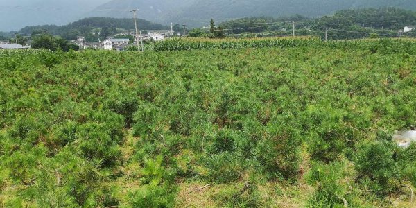 松树盆景怎么养护
