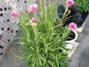 矢车菊花语是什么