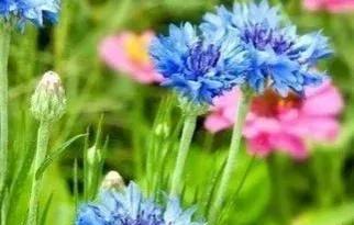 矢车菊花语是什么