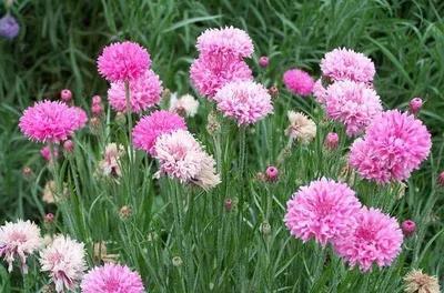 矢车菊花语是什么