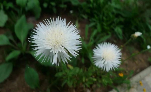 矢车菊花语是什么