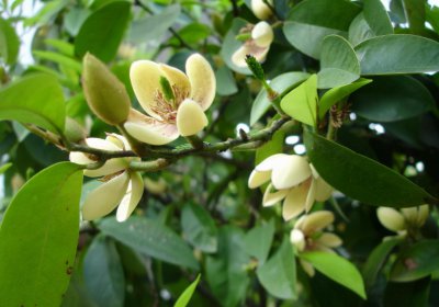 含笑花盆栽好养吗 含笑花盆栽的养殖技巧
