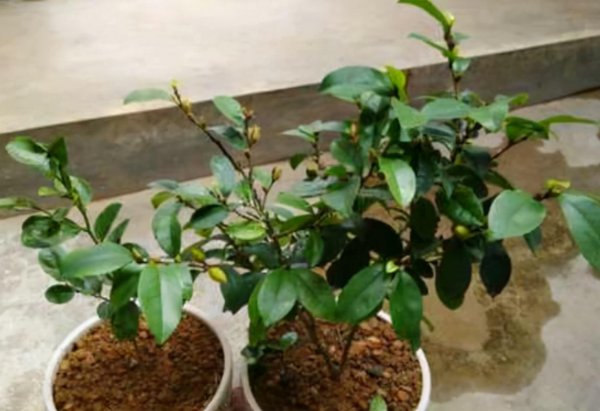 含笑花盆栽好养吗