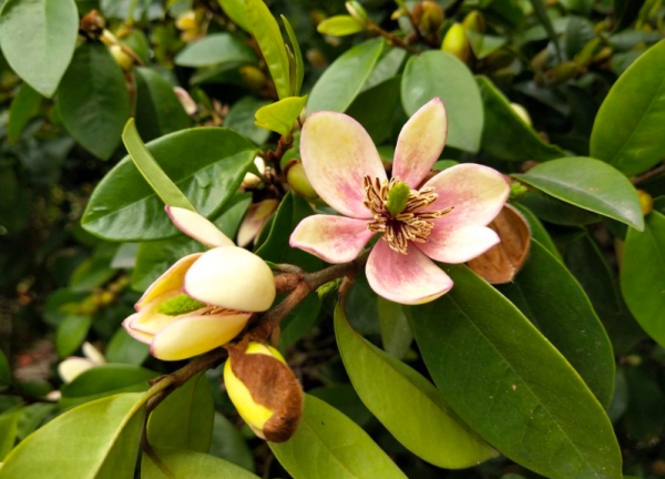 含笑花盆栽好养吗