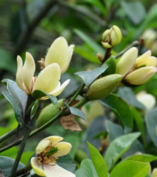 含笑花盆栽好养吗
