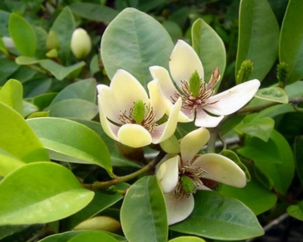 含笑花盆栽好养吗